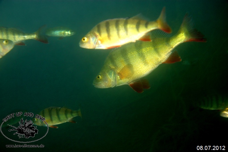 TG377-Sundhaeuser See 2012-07-08-012 (15)